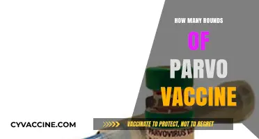 Understanding Parvo Vaccination: How Many Rounds Does Your Dog Need?