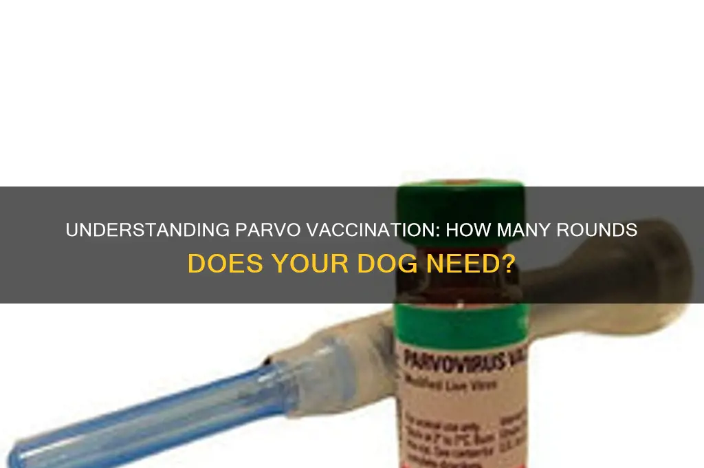 how many rounds of parvo vaccine