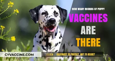 Understanding Puppy Vaccination Rounds: A Complete Guide for New Pet Owners
