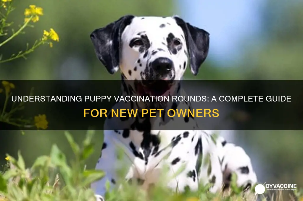 how many rounds of puppy vaccines are there
