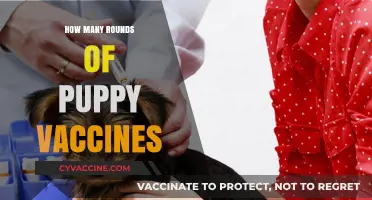 Puppy Vaccination Schedule: Understanding the Essential Rounds for Your Pup
