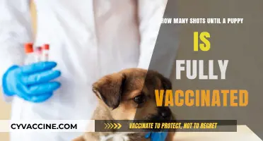 Puppy Vaccination Schedule: Shots Needed for Full Immunity