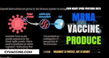 Understanding mRNA Vaccines: Spike Protein Production and Its Impact