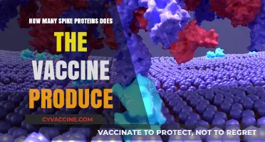 Understanding COVID-19 Vaccine Spike Protein Production: Quantity and Impact