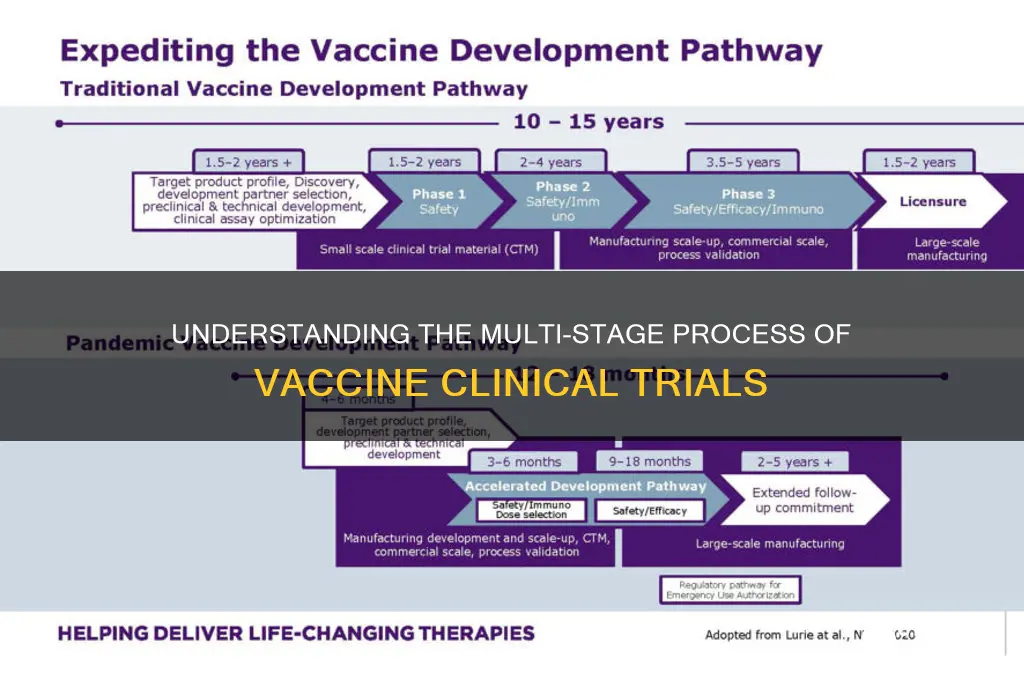 how many stages in vaccine trials