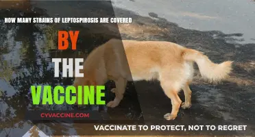 Leptospirosis Vaccine Coverage: How Many Strains Are Protected?