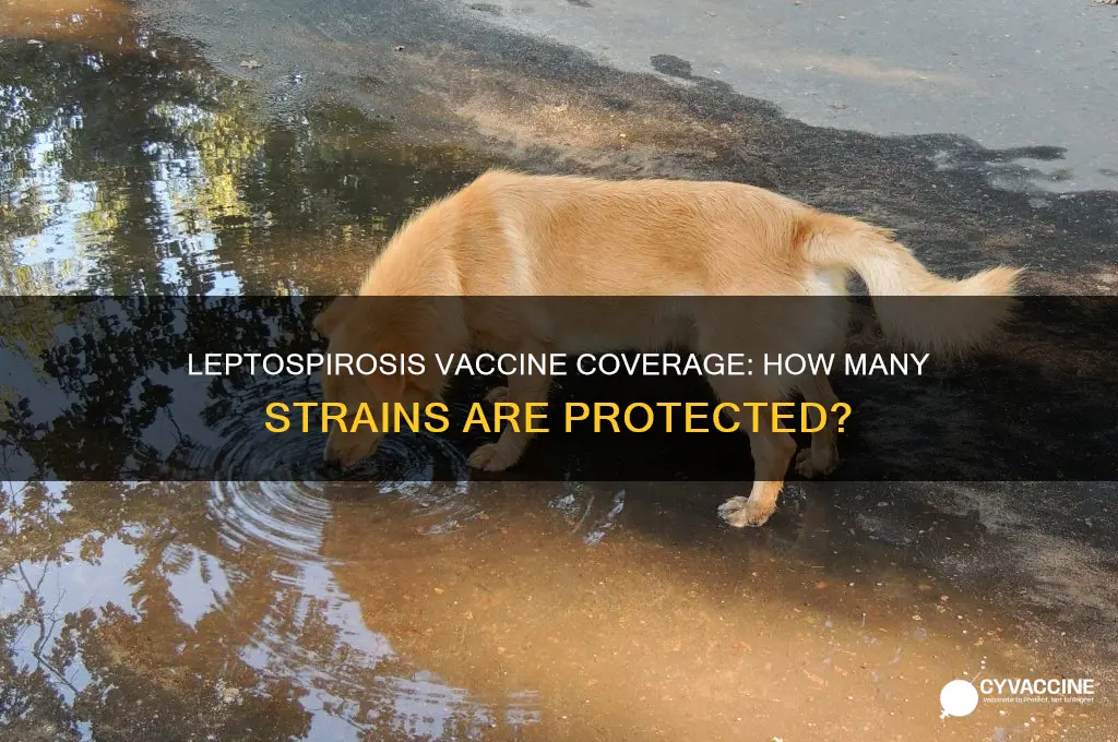 how many strains of leptospirosis are covered by the vaccine