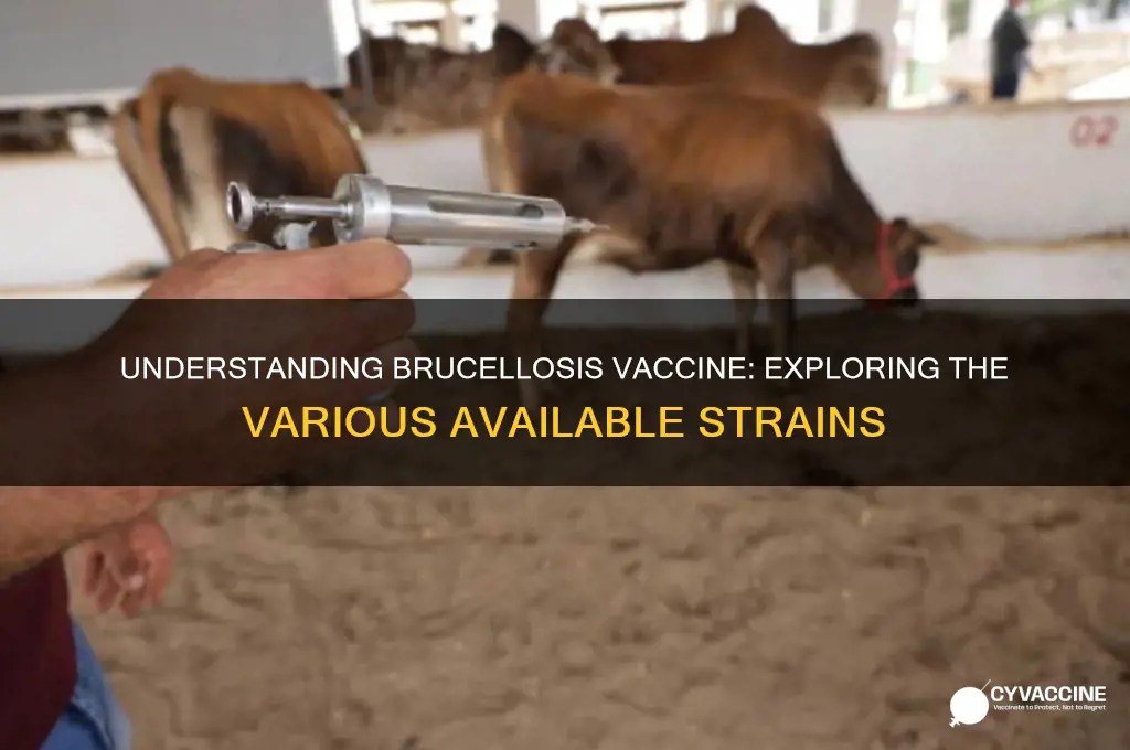 how many strands of brucellosis vaccine are there