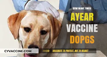 Annual Dog Vaccination Schedule: How Often Should Your Pet Get Shots?