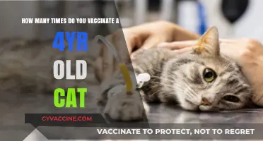 Vaccinating Your 4-Year-Old Cat: Frequency and Essential Guidelines