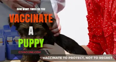 Puppy Vaccination Schedule: Essential Shots for a Healthy Start