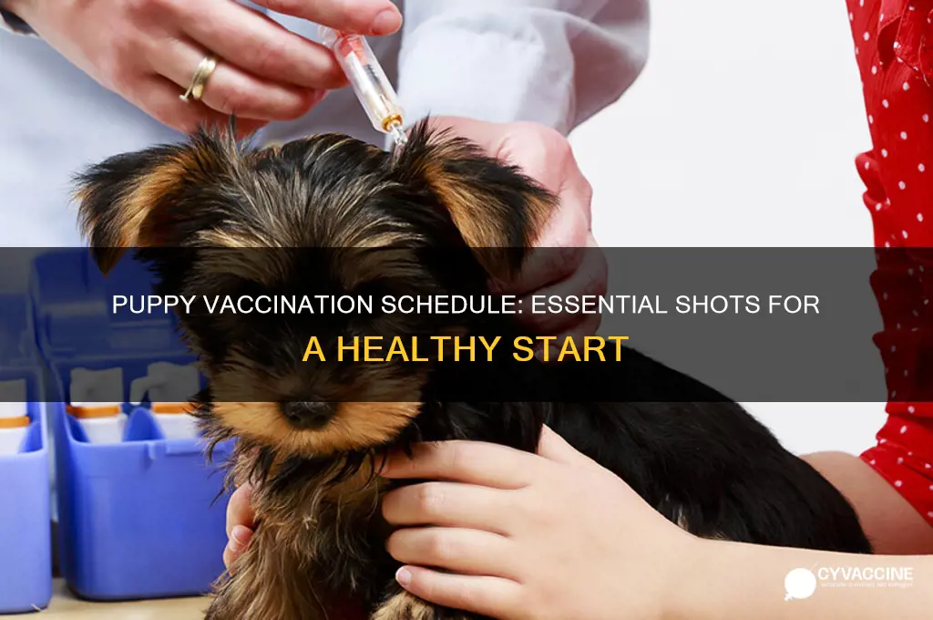 how many times do you vaccinate a puppy