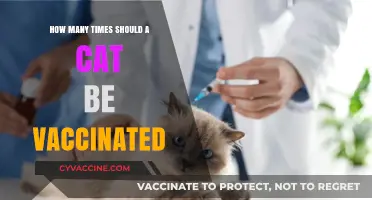 Essential Cat Vaccination Schedule: How Often Should Your Feline Be Protected?