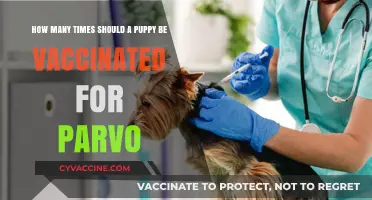 Puppy Parvo Vaccination Schedule: Essential Steps for Optimal Protection
