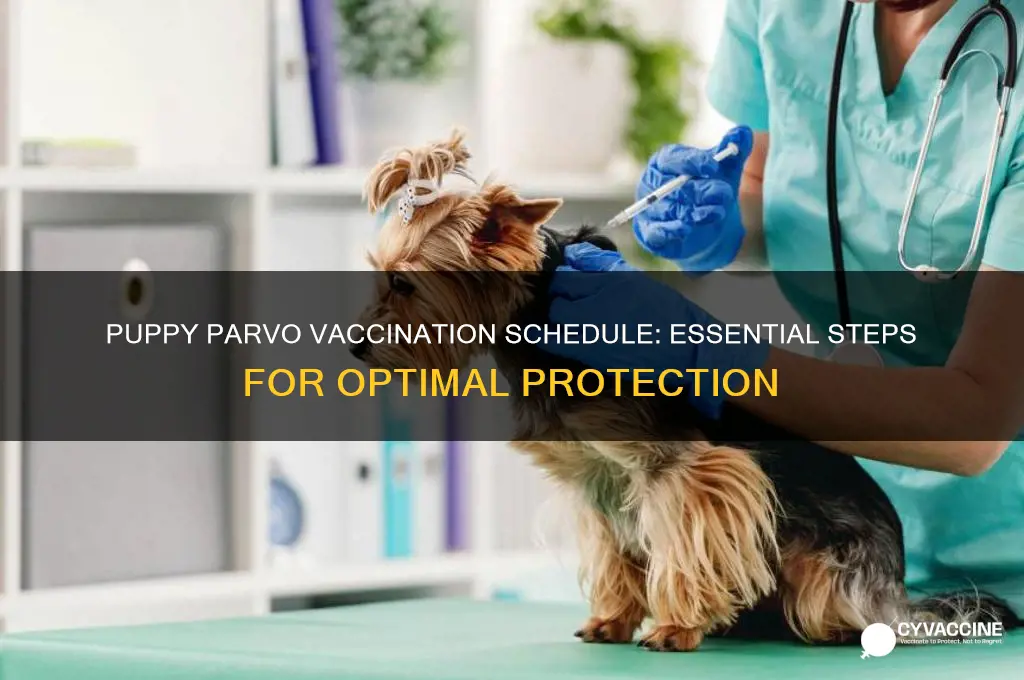 how many times should a puppy be vaccinated for parvo