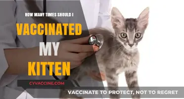 Kitten Vaccination Schedule: How Often to Protect Your Feline Friend