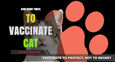 Essential Cat Vaccination Schedule: How Often to Protect Your Feline Friend