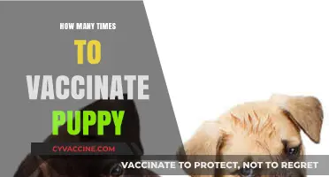 Puppy Vaccination Schedule: How Often Should You Vaccinate?