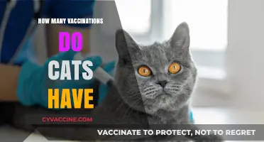Essential Cat Vaccinations: A Complete Guide to Feline Immunization Needs
