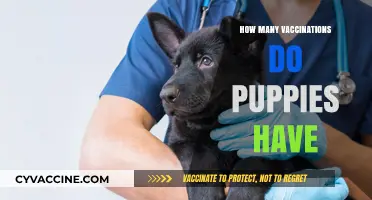 Essential Puppy Vaccination Schedule: How Many Shots Do They Need?