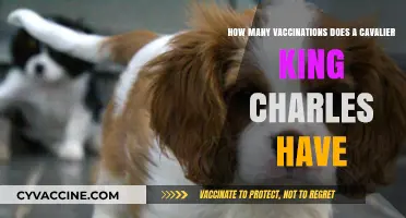 Cavalier King Charles Vaccination Schedule: Essential Shots for Your Pet