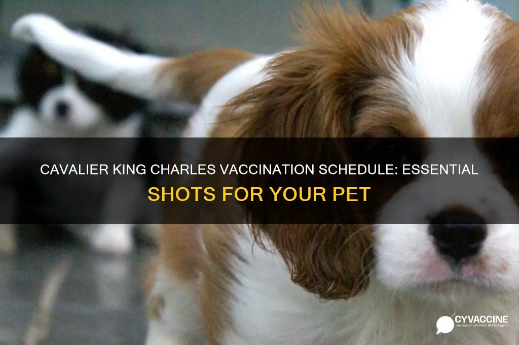 how many vaccinations does a cavalier king charles have