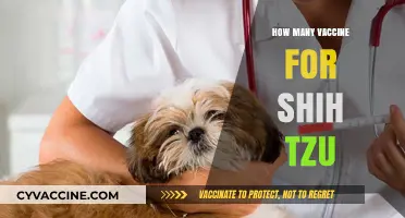 Essential Vaccines for Shih Tzu: A Complete Guide for Pet Owners