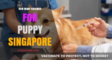 Essential Puppy Vaccination Schedule for Pet Owners in Singapore