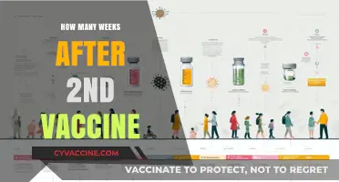 Post-Vaccine Timeline: Understanding Weeks After Your Second Dose