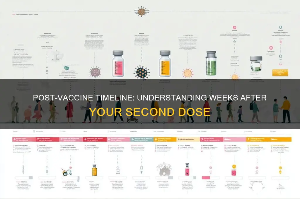 how many weeks after 2nd vaccine