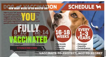 Booster Shot Timeline: When Are You Fully Vaccinated After the Dose?