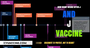 Post-J&J Vaccine Timeline: Understanding Weeks for Full Immunity