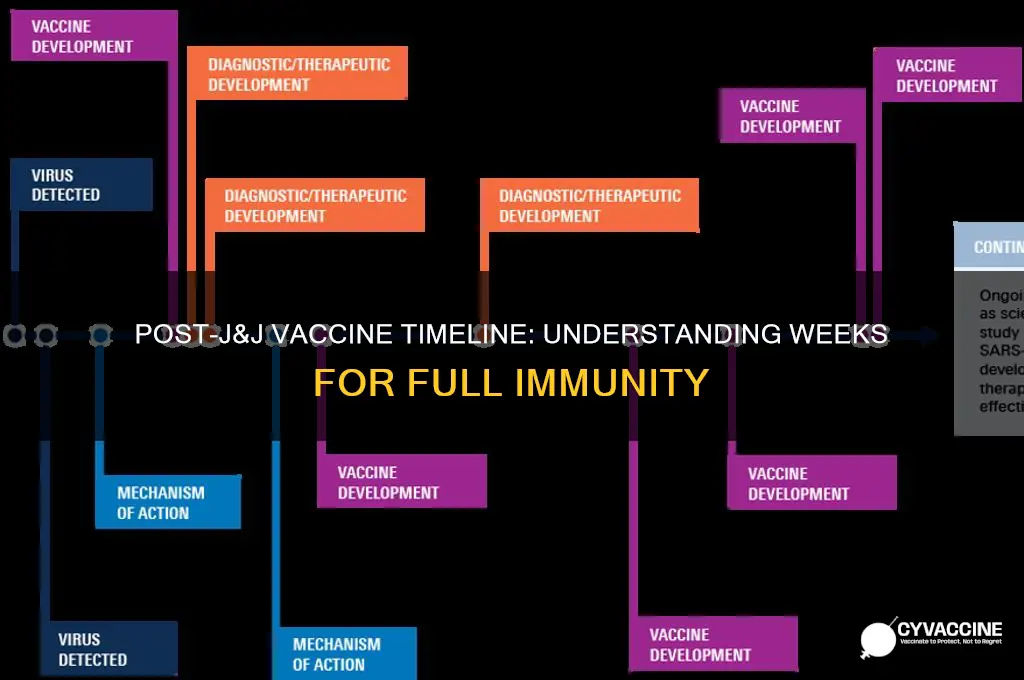 how many weeks after j and j vaccine