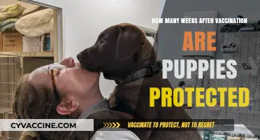 When Are Puppies Fully Protected After Vaccination: A Timeline Guide
