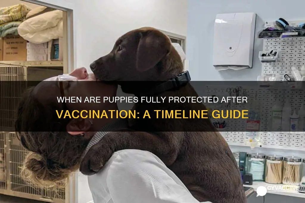 how many weeks after vaccination are puppies protected
