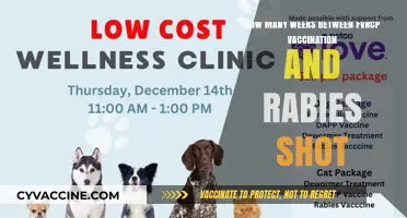 Timing FVRCP and Rabies Vaccines: Optimal Weeks for Pet Health