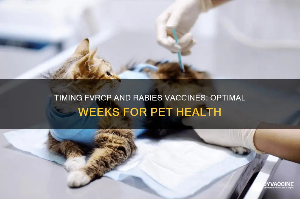 how many weeks between fvrcp vaccination and rabies shot