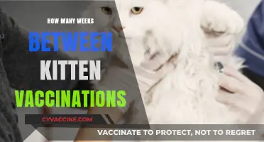 Kitten Vaccination Schedule: Timing and Weeks Between Shots Explained