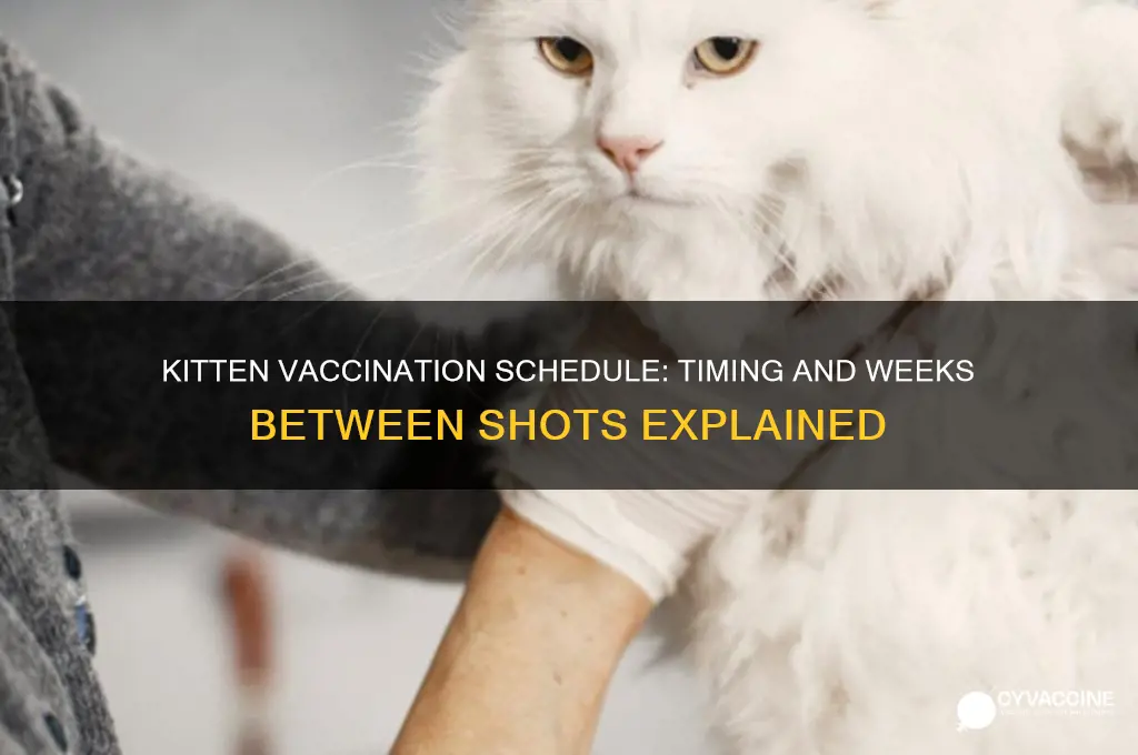 how many weeks between kitten vaccinations