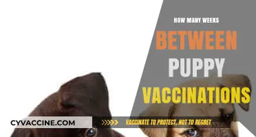 Puppy Vaccination Schedule: Timing and Weeks Between Shots Explained