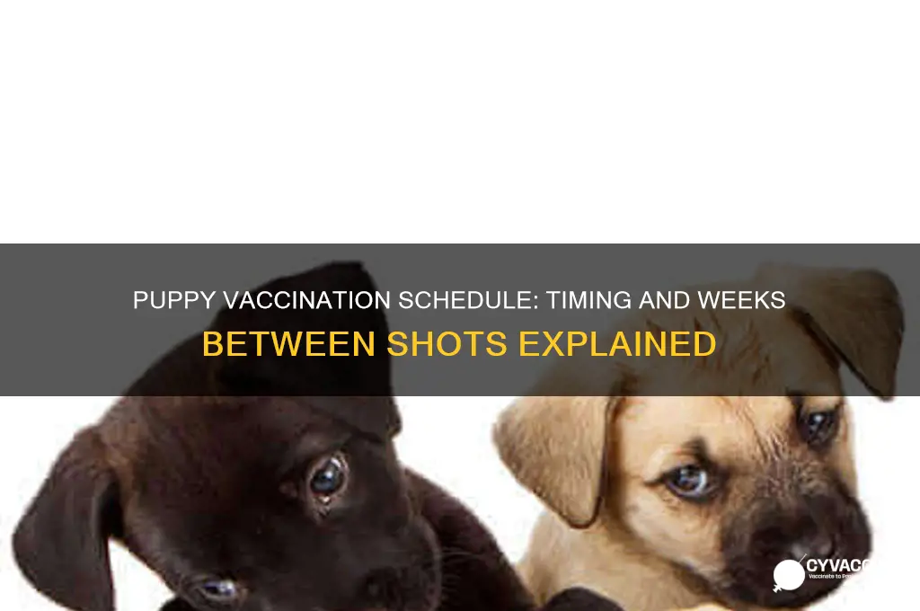 how many weeks between puppy vaccinations