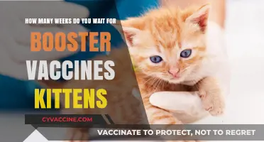 Waiting Period for Kitten Booster Vaccines: A Comprehensive Guide