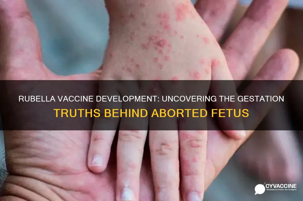 how many weeks gestation was aborted baby for rubella vaccine