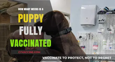 Puppy Vaccination Timeline: When Is Your Pup Fully Protected?