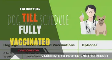 Weeks to Full Vaccination: Understanding the Timeline for Complete Protection