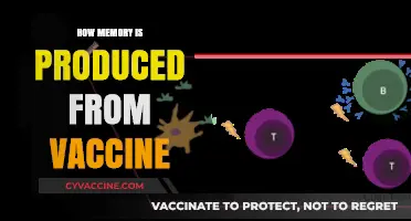 Unveiling the Science: How Vaccines Trigger Lasting Immune Memory
