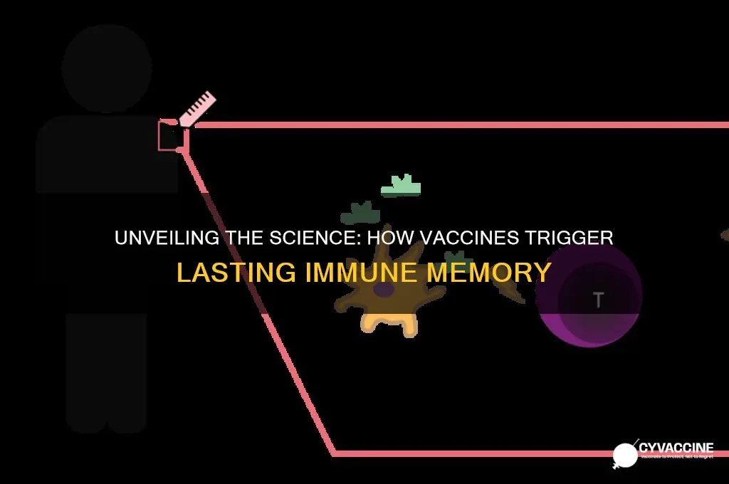 how memory is produced from vaccine