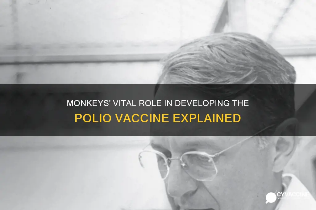 how monkeys contribute to production of polio vaccine