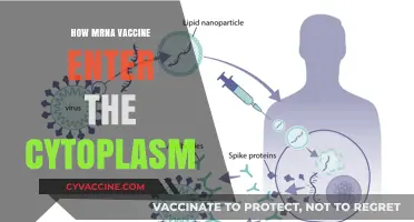 Unveiling mRNA Vaccines' Journey: Crossing Membranes to Reach Cytoplasm