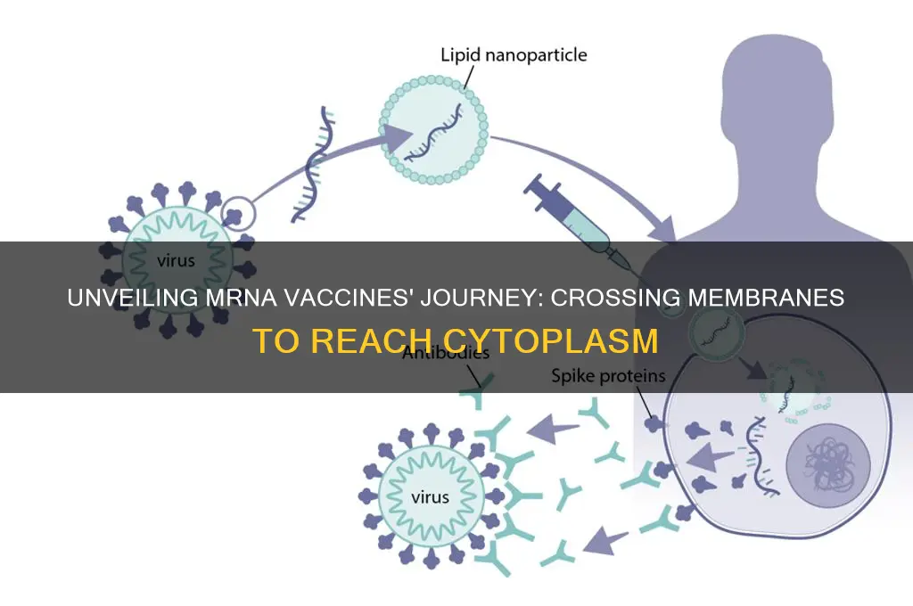 how mrna vaccine enter the cytoplasm